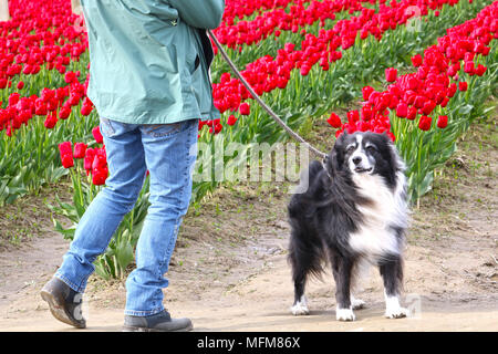 Mann, der seinen Hund an der Skagit Vallety Tulip Festival in Mount Vernon, Washington, USA. Das Fell der Border Collie ist in den Wind. Stockfoto