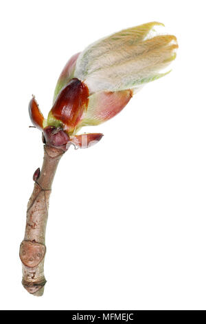 April Spring Branch mit Blatt Knospe der Rosskastanie Makro. Auf weissem Studio shot Isoliert Stockfoto