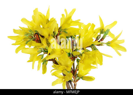 Frühjahr April Forsythia Bush Zweige mit gelben Blumen Makro. Auf weissem Studio shot Isoliert Stockfoto