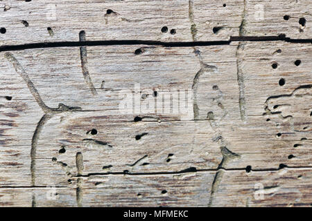 Der Stamm eines Baumes wird durch Larven der Specht Käfer Makro gegessen. Sonniger Frühlingstag gedreht Stockfoto