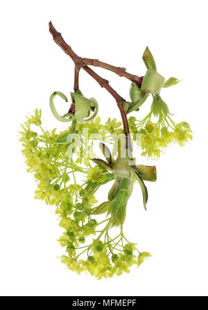 Die Zweige der Feder April Europäischer Ahorn gewöhnliche Baum mit zarten kleinen grünen Blumen. Auf weissem studio Makroaufnahme isoliert Stockfoto