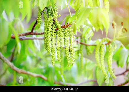 Nussbaum blüht. Walnüsse junge Blätter und Blütenstände. Floral background. Im Garten arbeiten. Stockfoto