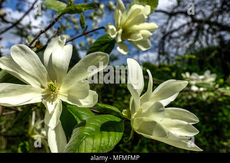 Star Magnolia stellata „Gold Star“ Bäume blühen Frühlingsblumen Stockfoto