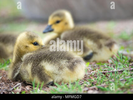 Cute Kanadagans gosling Sitzen im Gras Stockfoto