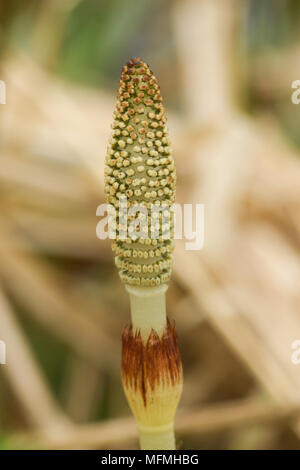 Eine aufstrebende Ackerschachtelhalm (Equisetum arvense), häufig auch als "mare Schwanz wächst an der Seite eines Flusses in Großbritannien, im Frühling. Stockfoto