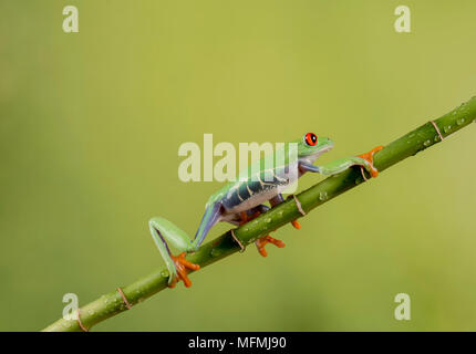 Red Eyed Tree frogs ina Einstellung Studio Stockfoto