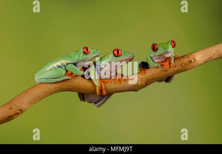 Red Eyed Tree frogs ina Einstellung Studio Stockfoto