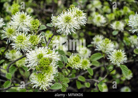Fothergilla major, große Hexe Erle oder Berg Hexe Erle Stockfoto