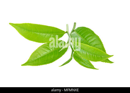Green Tea Leaf, Kaffee auf weißem Hintergrund Stockfoto