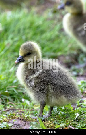 Zwei Graugänse Gänschen (Anser anser) an Land Stockfoto