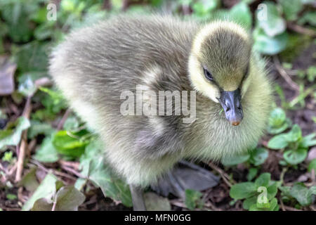 Single Graugänse (Anser anser) gosling an Land Stockfoto