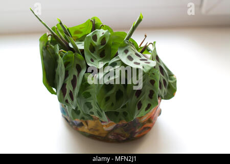 Maranta leuconeura Werk in bunten konkrete Topf auf weißem Hintergrund Stockfoto