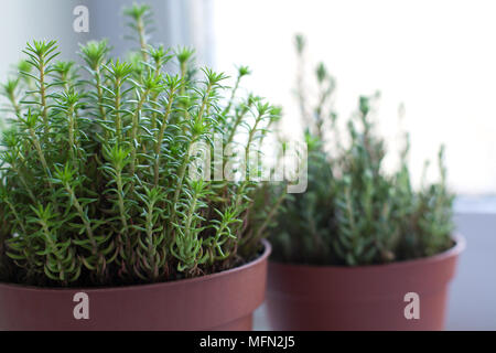 Sedum reflexum Topfpflanzen Sukkulenten in der Nähe der Fenster schließen nach oben Stockfoto