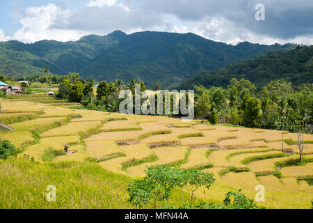 Ein Mann auf einem terrassierten Reisfelder in der Nähe von Mankell, Insel Flores (Nusa Tenggara Timur), Indonesien. Stockfoto