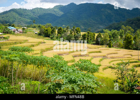 Terraced Rice Fields in der Nähe von Mankell, Insel Flores (Nusa Tenggara Timur), Indonesien. Stockfoto