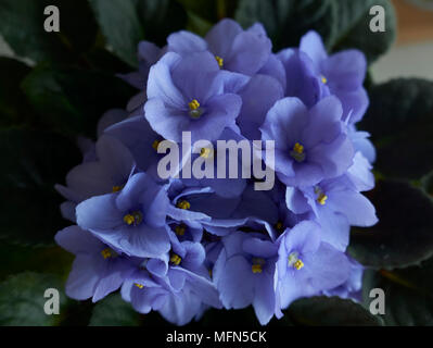 Nahaufnahme von leuchtenden violetten afrikanischen Violett-Blumen und grünem Laub Stockfoto
