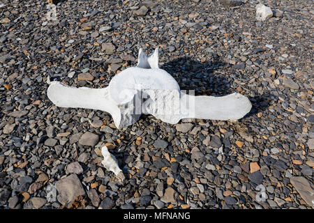 Walknochen liegt an einem Kiesstrand in Spitzbergen, Norwegen Stockfoto