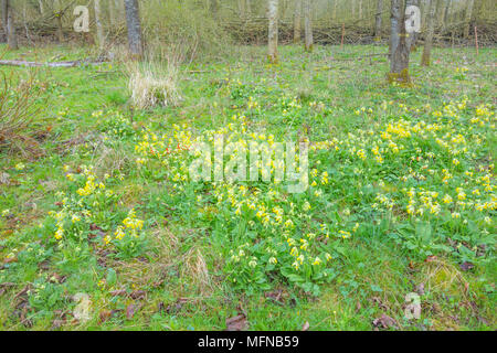Ein Teppich von Cowslips (Primula Veris) wächst in einem Naturschutzgebiet in Herefordshire UK Landschaft. April 2018. Stockfoto