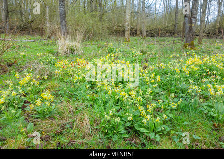 Ein Teppich von Cowslips (Primula Veris) wächst in einem Naturschutzgebiet in Herefordshire UK Landschaft. April 2018. Stockfoto