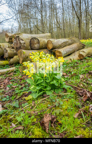 Cowslips (Primula Veris) wächst in einem Naturschutzgebiet in Herefordshire UK Landschaft. April 2018. Stockfoto