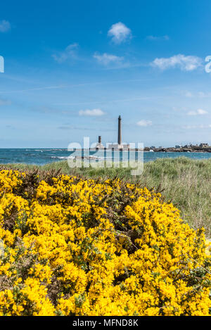 Europäische Ginster, mit Gatteville Leuchtturm im Hintergrund, Frankreich, Manche, Feder Stockfoto