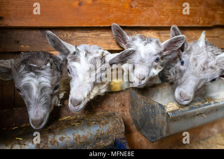 Kleine Ziegen im Stall in der Nähe der Krippe. Stockfoto