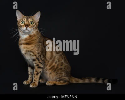 Junge Erwachsene glänzende Weiblich mit gelb/grüne Augen bengal Katze sitzt seitlich und Kamera auf schwarzem Hintergrund Stockfoto