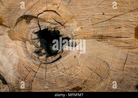 Close-up cross-cut Holz mit Jahresringe, Risse und Loch in der Mitte. Stockfoto
