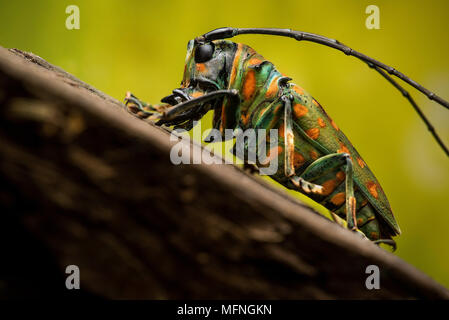 Käfer Stockfoto