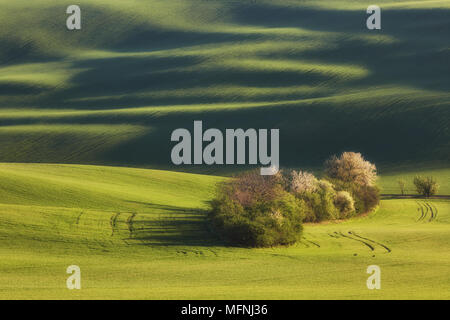 Sonnenuntergang Linien und Wellen mit Bäumen im Frühjahr, Südmähren, Tschechische Republik Stockfoto