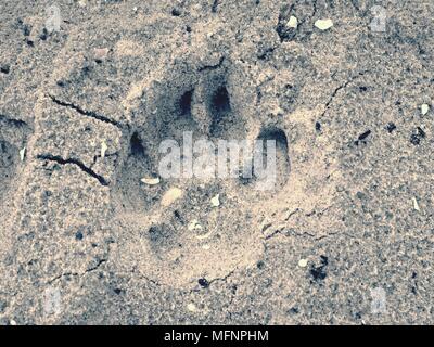 Hund Fußspuren im Sand am Strand an einem sonnigen Tag. In Salz nassen Sand Detail Stockfoto