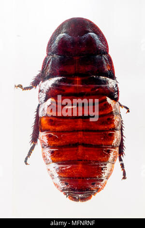 Madagaskar Zischen Küchenschabe in Kunstharz Stockfoto
