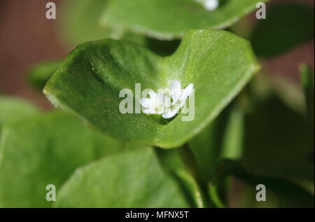 Portulaca Oleracea, gemeinsame Portulak, auch verdolaga, rot Wurzel oder pursley, Gemüse, Salat und Kräuter verwendet Stockfoto