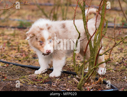 Australian Shepherd Welpen Stockfoto