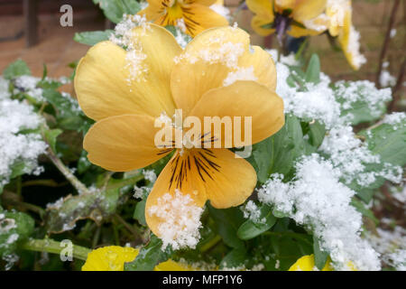 Licht Abstauben des Schnees auf der mit Blumen und Blätter von einem Topf gewachsen orange gelb winter Stiefmütterchen, Viola, Blume, März Stockfoto