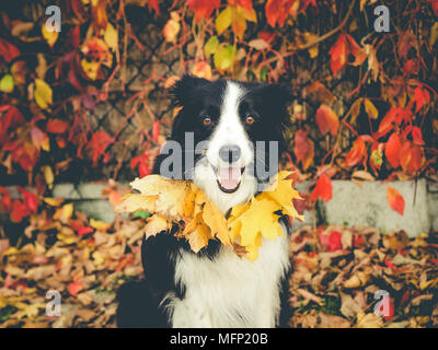 Schwarze und weiße Border Collie mit Blätter im Herbst Stockfoto