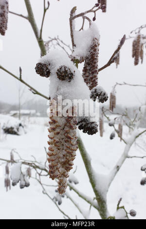 Abstauben des Schnees auf männliche Kätzchen und unreifen weiblichen Blüten eines Erle, Alnus glutinosa, Baum im späten Winter, März Stockfoto