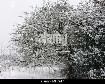 Frischer Schnee auf Weißdorn, Mai Baum, Rosa Moschata, und Holly, Ilex aquifolium, im späten Winter, März Stockfoto