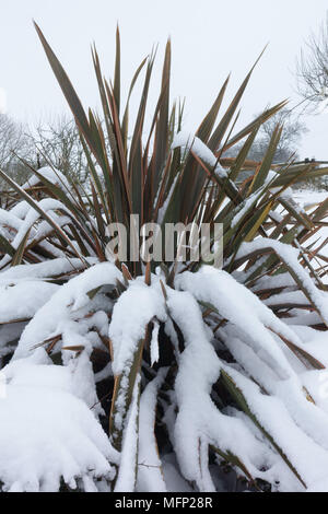 Frischer Schnee, der auf den Blättern Neuseeland Flachs, Phormium 'Maori Queen' auf einem grauen Wintertag, März Stockfoto