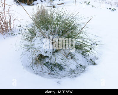 Frische tiefen Schnee, auf goldenen Hafer oder riesige Feder Gras, Stipa gigantea, in einer kalten, grauen Winter Tag im März Stockfoto