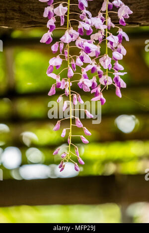 Wisteria auf einem Festival in Japan Stockfoto