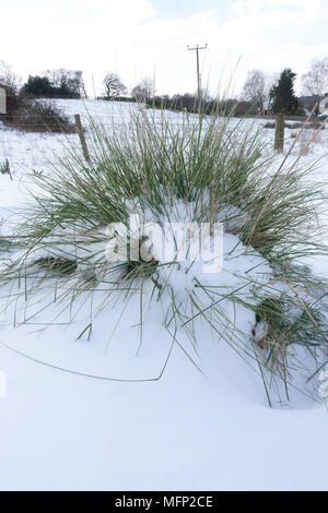 Frische tiefen Schnee, auf goldenen Hafer oder riesige Feder Gras, Stipa gigantea, in einer kalten, grauen Winter Tag im März Stockfoto