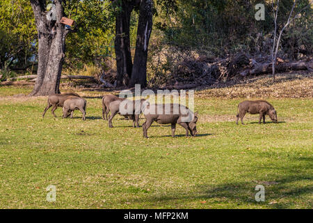 Sechs wilde Warzenschweine fressen Gras in Simbabwe. Stockfoto