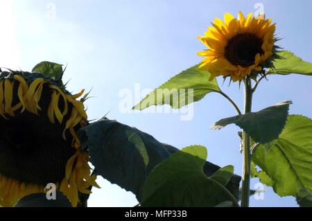 Low Angle View von zwei Sonnenblumen (Helianthus annuus) Ref: CRB416 10009 094 obligatorische Credit: Kate Morwenna Healey/Photoshot Stockfoto