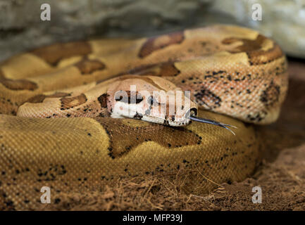 Boa constrictor Imperator-Weibchen. Veränderlich form Hypo Jungle. Albino. Schlange zeigt ihre Zunge Stockfoto
