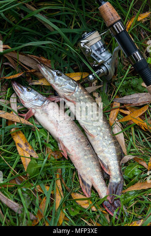 Süßwasser Hecht Fische kennen als Esox lucius und Angelrute mit Haspel liegend auf grünem Gras mit gelben Blätter im Herbst. Angeln Konzept, Stockfoto