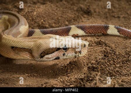 Boa constrictor Imperator. Veränderlich form Hypo Jungle. Albino-männlich. Schlange zeigt ihre Zunge Stockfoto