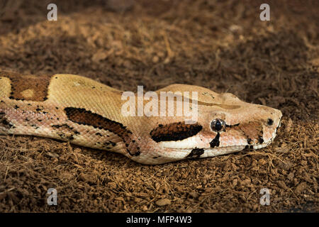 Nahaufnahme von Boa constrictor Imperator - veränderlich Form Hypo Jungle. Albino - weiblich Stockfoto