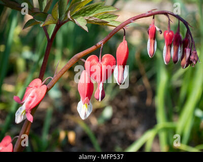 Nahaufnahme von einem Störlichtbogen blumenstengel von Campanula pyramidalis spectablis Valentine Stockfoto