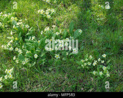 Patches von gemeinsamen gelbe Primeln wachsen in dappled Schatten unter einem Baum Stockfoto